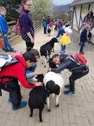Jak dřevěný domeček, přivezl pár oveček (11).jpg
