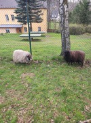 Jak dřevěný domeček, přivezl pár oveček (2).jpg