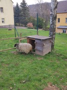 Jak dřevěný domeček, přivezl pár oveček (22).jpg