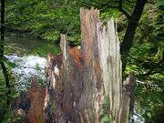 Janov 06 009.jpg