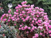 Pruhonice 06 017.jpg