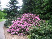 Pruhonice 06 018.jpg