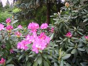 Pruhonice 06 019.jpg