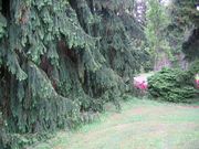 Pruhonice 06 020.jpg