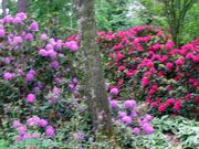 Pruhonice 06 022.jpg