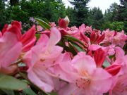 Pruhonice 06 026.jpg